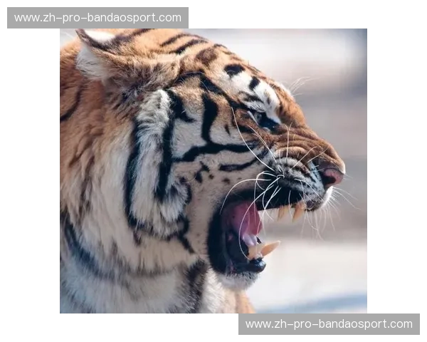 巅峰对决之殇：当“东北虎”王冠遇上“中华虎”杨建平，谁才是中国MMA的真王？